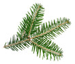 spruce twig on white
