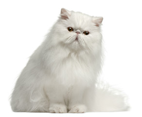 Wall Mural - Persian cat, 8 months old, sitting in front of white background