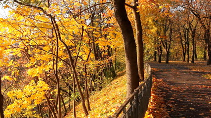 Wall Mural - Autumn park