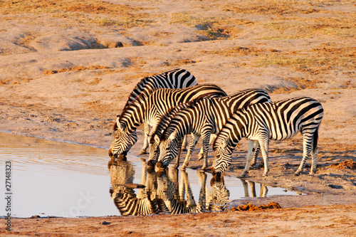 Plakat na papierze fotorealistycznym Równiny zebra picia w nyamandlovu pan, hwange, zimbabwe
