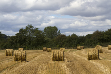 Poster - crops