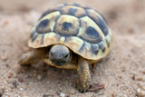 Fototapeta Konie - young turtle valking