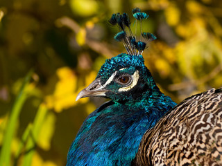 male peacock portrait