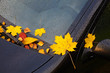 fallen leaves on the car 01