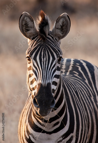 Plakat na papierze fotorealistycznym Zebra o zmierzchu w słabym świetle jedzenie suchej trawy