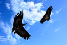 Two Condors
