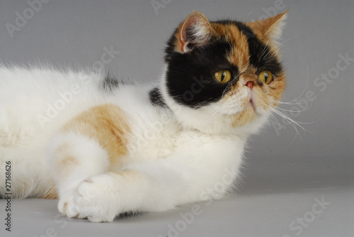 Chat Race Exotic Shorthair Robe Ecaille Et Blanc Buy This Stock Photo And Explore Similar Images At Adobe Stock Adobe Stock Chat Race Exotic Shorthair Robe Ecaille Et Blanc Buy This Stock Photo And Explore Similar Images At Adobe Stock Adobe Stock