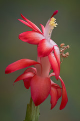 Canvas Print - Mantis on flowering cactus