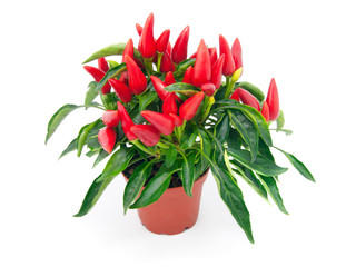 Wall Mural - plant of red hot chili pepper, on white background