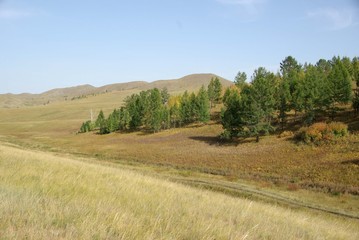 Wall Mural - Foret, Mongolie