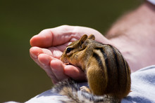 Chipmunk Eats Out Of Hand