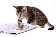 Kleine Katze Liest Zeitung