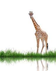 Sticker - giraffe with green grass isolated