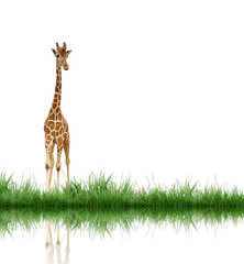 Wall Mural - giraffe with green grass isolated