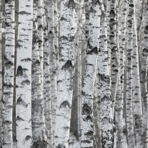 Obraz w ramie Winter Birch Tree Forest Background