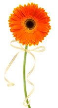 Orange Gerbera With Bow Isolated On White