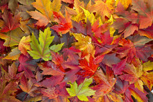 Maple Leaves Mixed Fall Colors Background 2