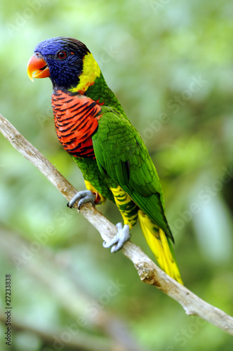 Obraz na płótnie canvas dwuczęściowy "dyptyk" Tęczowy lorikeet