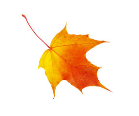 Sticker - autumn  leaf