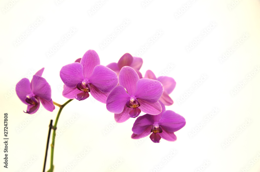 Orchid Phalaenopsis - obrazy, fototapety, plakaty 