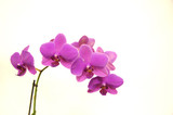 Fototapeta Storczyk - Orchid Phalaenopsis