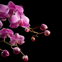 Pink Stripy Backlit Phalaenopsis Orchid Isolated On Black