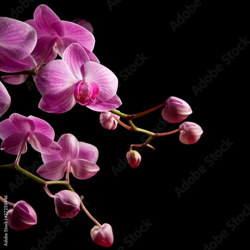 Naklejka ścienna Różowa orchidea na czarnym tle