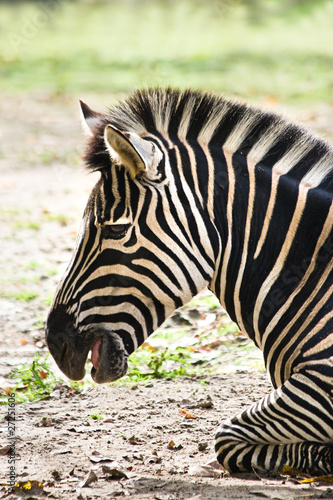 Plakat na papierze fotorealistycznym Odpoczywająca zebra