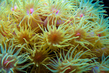 Fototapeta Zwierzęta - Sun coral