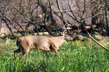 Wall Mural - White-tailed Deer Buck