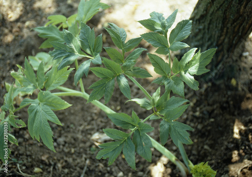 Photographie  Angélique