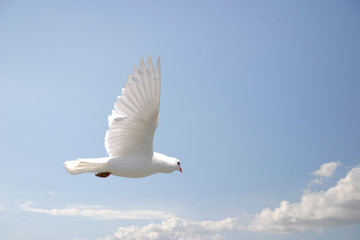 Wall Mural - White dove flying