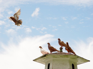 Wall Mural - Brown pigeon flying away