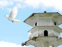 White Dove Flying Away