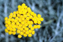Helichrysum Italicum Ou Immortelle D'Italie