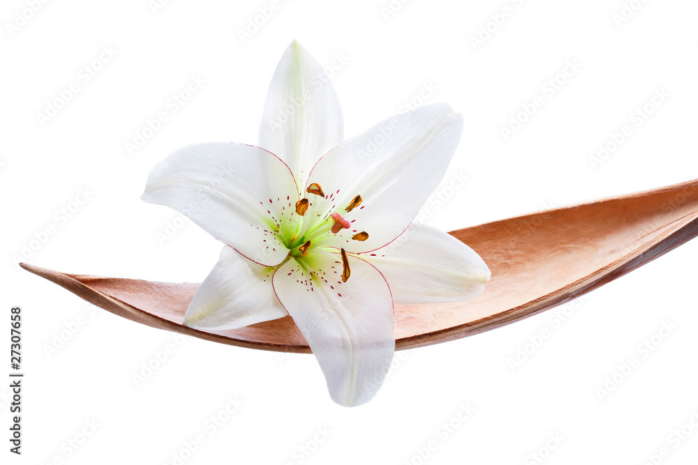Lily flower on a coco leaf, isolated on white - obrazy, fototapety, plakaty 