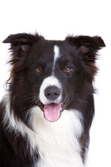 Wall Mural - Beautiful bordercollie