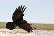 Black crow in flight with spread wings