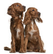 © Eric Isselée - American Cocker Spaniels, 2 years old and 9 months old, sitting