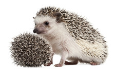 Four-toed Hedgehogs, Atelerix Albiventris, 3 Weeks Old