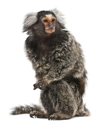 Wall Mural - Common Marmoset, Callithrix jacchus, 2 years old, sitting