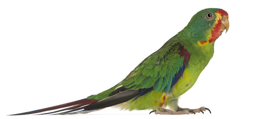 Swift Parrot, Lathamus discolor, 2 years old, standing