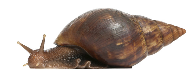 Giant African land snail, Achatina fulica, 5 months old