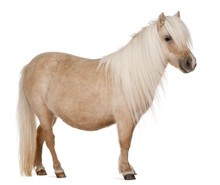Palomino Shetland Pony, Equus Caballus, 3 Years Old, Standing