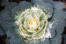White  Ornamental Cabbage