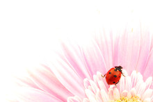 Ladybug On Pink Flower