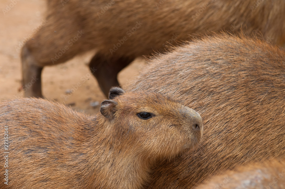 Capybara With Rondo Capybara, giant rodent Stock Photo | Adobe Stock