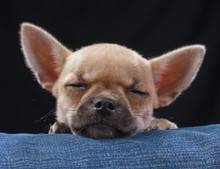 Adorable Sleeping Chihuahua Puppy Close-up