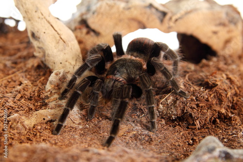 Fotografie, Obraz Vogelspinne Brachypelma Vagans im Terrarium