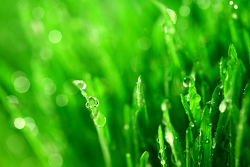 Sticker - grass nature background